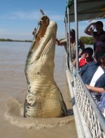 croc.JPG