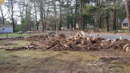 Stump01.jpg