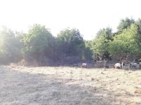 goat_trees3.jpg