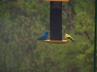 indigo bunting.JPG