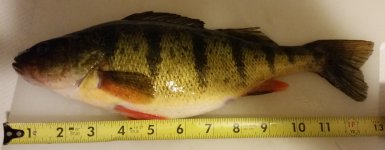 perch.jpg perch.jpg