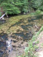 Pond.JPG