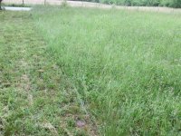 front field.jpg