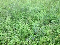 side field.jpg
