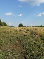 goldoni_mowing.jpg