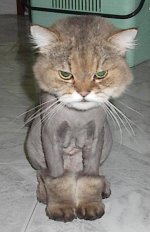 693181-Lion cat.jpg