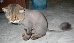 693184-Lion cat2.jpg