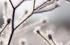 810860-Frost.jpg
