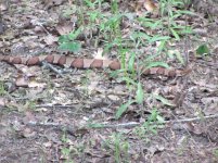 652259-copperheadtrail2.jpg