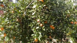 810943-crop orange.JPG