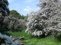 Hawthorn blossom.jpg