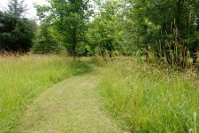 426_HJ_meadow_path.jpg