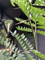 IMG_2163.JPG