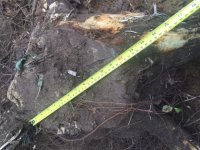 Stump1.JPG