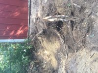 Stump3.JPG