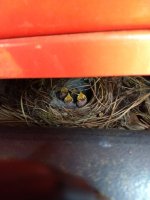 IMG_20180406_170238080.jpeg