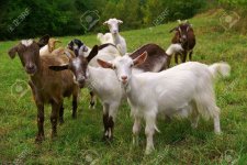 6251382-herd-of-goats-on-mountan-meadow.jpg