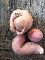 sweet potato.jpg