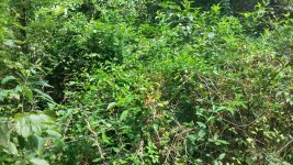 Vines on fence.jpg