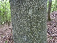BBD_16_6_2_BeechScale (2).JPG