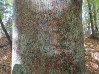 BBD_16_10_8_Nectria (1).JPG