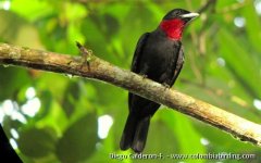 Purple-throated_Fruitcrow_-_Querula_purpurata.JPG