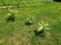 Weeds.jpg Weeds.jpg