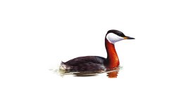 red-necked-grebe_breedingplumage_1200x675.jpg