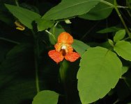 or_jewelweed.jpg or_jewelweed.jpg