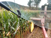 corn2.jpg