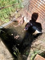 IMG_20180703_153657.jpeg