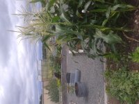 Corn 1.jpg