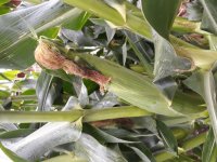 Corn 2.jpg