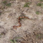 spit out copperhead.jpg