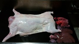 Pig1.jpg