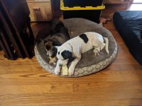 pups6.jpg