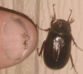 JuneBug.JPG