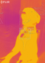 P.png
