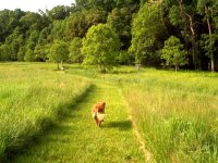 meadow1.jpg