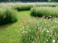 meadow2.jpg