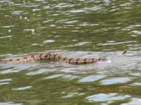 Rattlesnake2.JPG