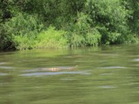 Rattle Snake.JPG