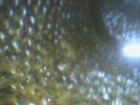 DIGI0009.JPG