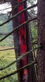 TreeFire2.jpg
