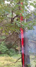 TreeFire3.jpg
