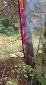 TreeFire4.jpg