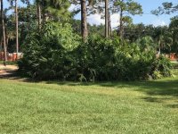 saw palmetto.jpg