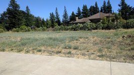 back yard weeds.jpg