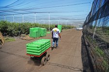blueberries - small.jpg