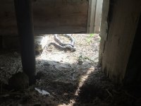 Barn Corn Snake.JPG